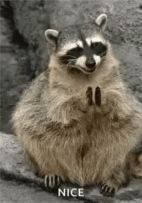 Raccoon Clap GIF