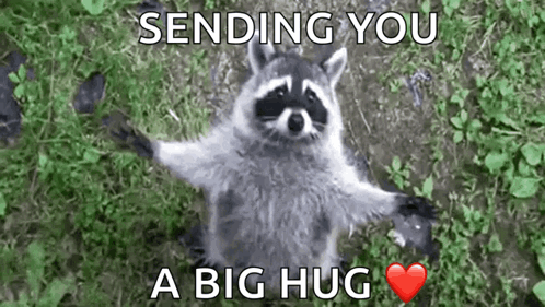 Raccoon Cute GIF