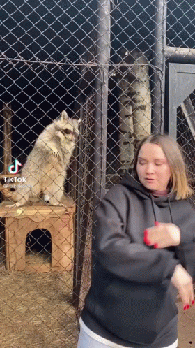 Raccoon Dancing GIF