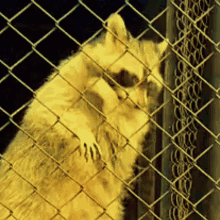 Raccoon Dancing GIF