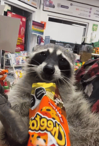 Raccoon Eating Cheeto GIF