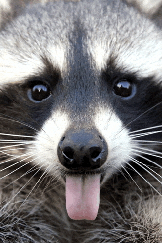 Raccoon Face GIF