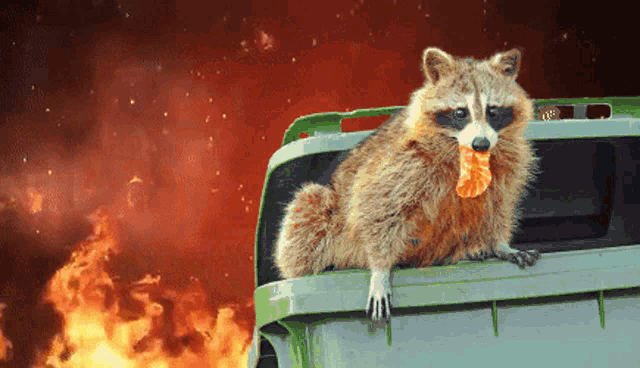 Raccoon Fire GIF