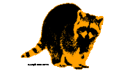 Raccoon Sticker