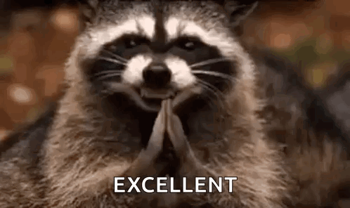 Raccoon Hehehe GIF