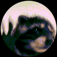 Raccoon Jam GIF
