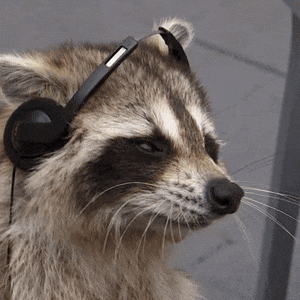 Raccoon Jamming To Music GIF