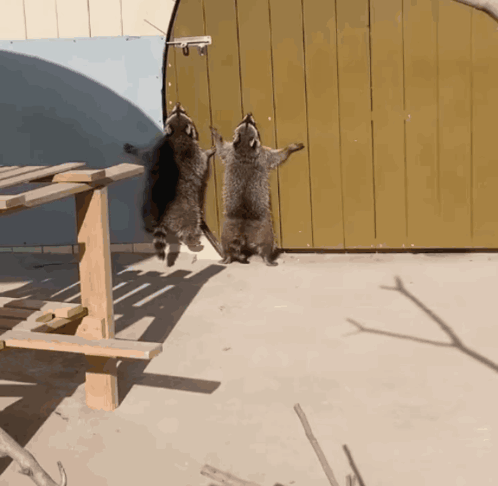Raccoon Jump GIF