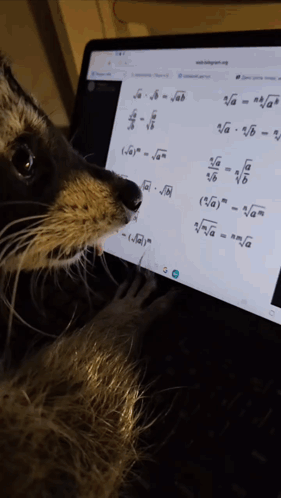 Raccoon Math GIF