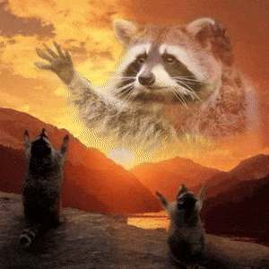Raccoon Praying Raccoon God GIF