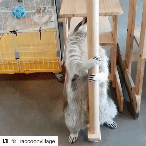 Raccoon Raccoon Dance GIF