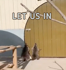 Raccoon Raccoons GIF