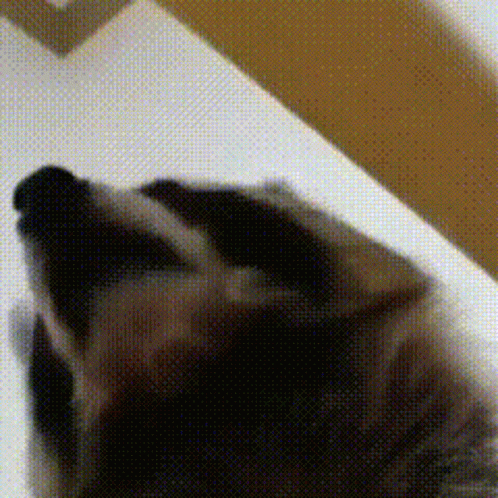 Raccoon Raccoons GIF