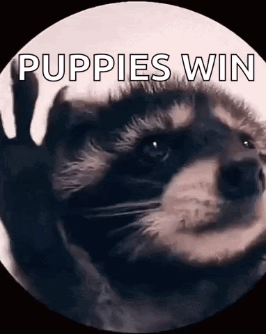 Raccoon Rave GIF