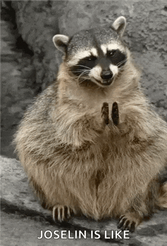 Raccoon GIF