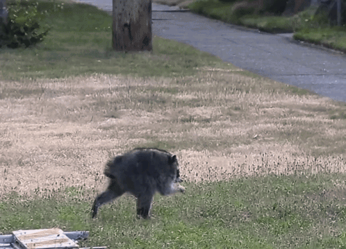 Raccoon Short Spine Raccoon GIF