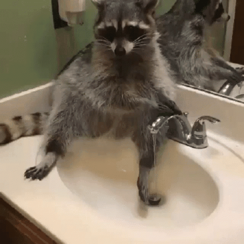 Raccoon Sink GIF. This 498 x 498 animated GIF is part of our lavado de manos collection. Created by Bubbles_McNugget. View the original animation, share it…