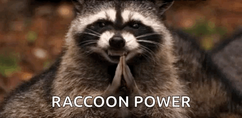 Raccoon Yes GIF