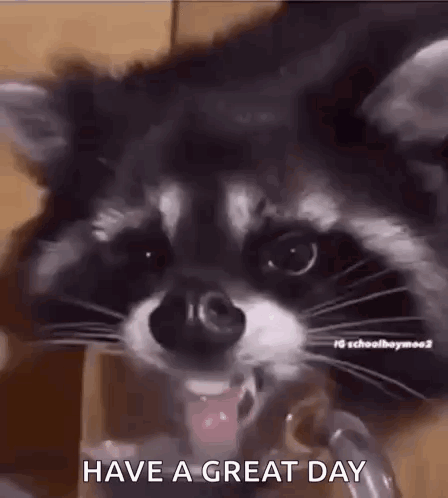 Racoon Licking GIF