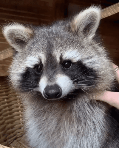 Racoon Pet GIF