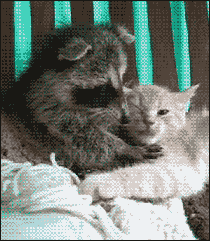 Racoon GIF