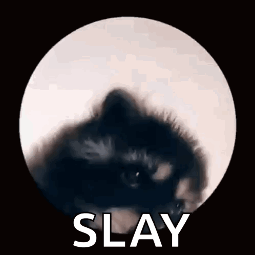 Racoon Raccoon GIF