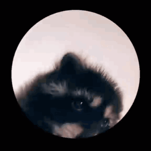 Racoon Raccoon GIF