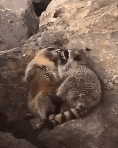 Racoon Raccoon GIF
