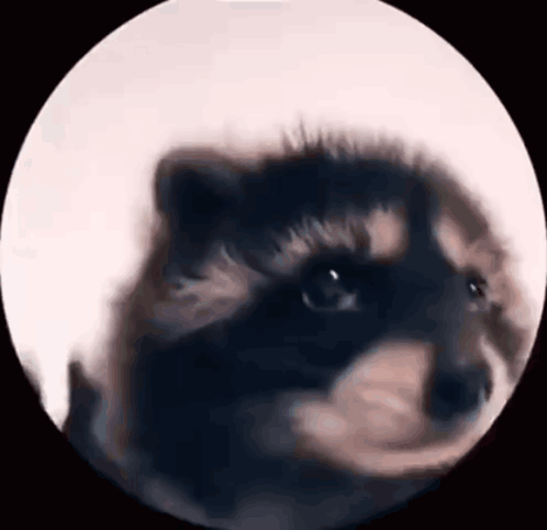 Racoon GIF