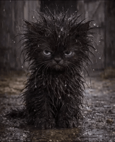 Rain Day Raining GIF