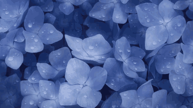 Rain Flowers GIF
