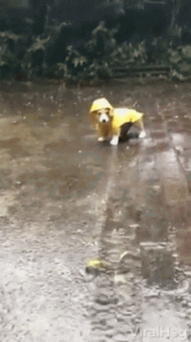 Rain GIF
