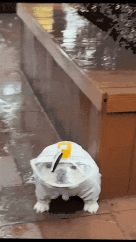 Rain Raining GIF