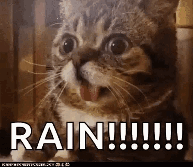 Rain Romrain GIF