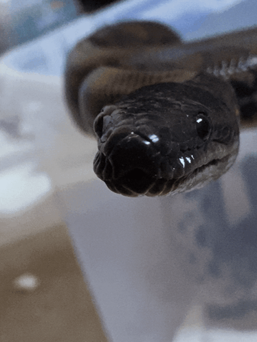 Rainbow Boa Brazillian Rainbow Boa GIF. This 374 x 498 animated GIF is part of our snake collection. Related themes include silly. Created by carcrashbf…