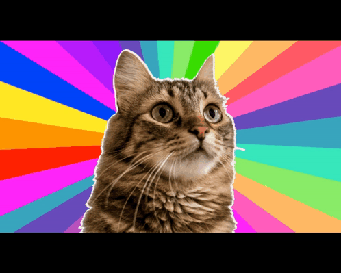 Rainbow Cat Meme Cat GIF