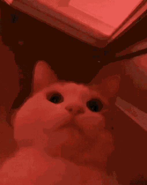 Rainbow Cat GIF