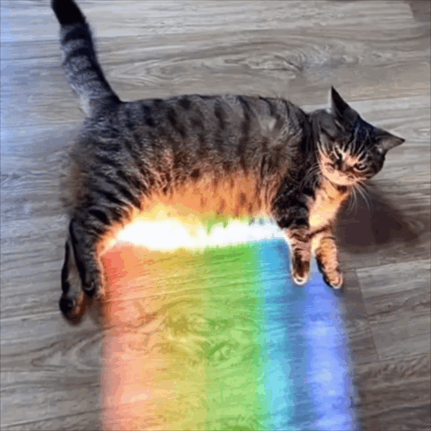Rainbow Rainbow Cat GIF