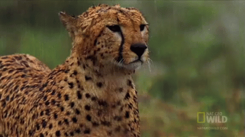 Raining GIF