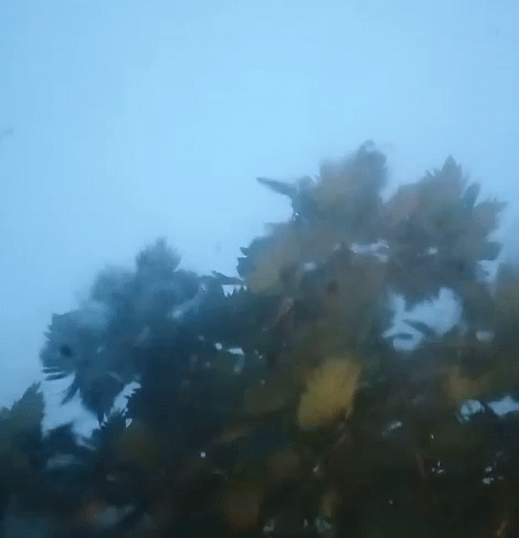 Raining Saigonrain GIF