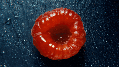Raspberry Zoom GIF