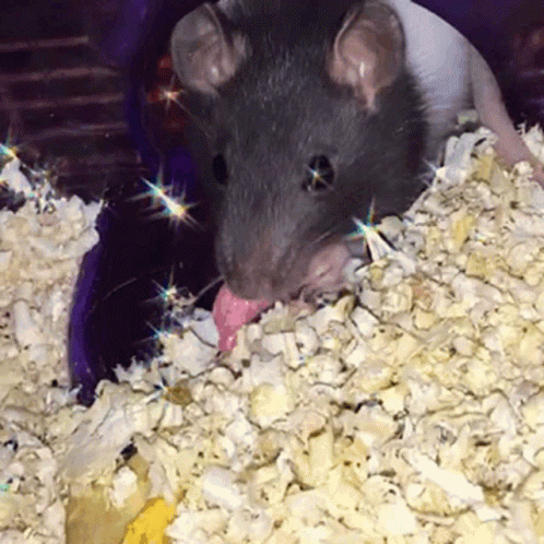 Rat Animal GIF