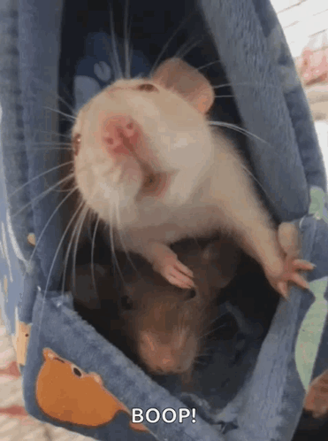 Rat Cute GIF