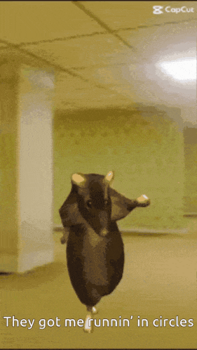 Rat Dancing Rat Meme GIF