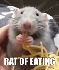 Rat Funny GIF
