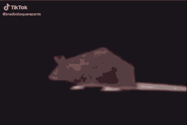 Rat Funny GIF