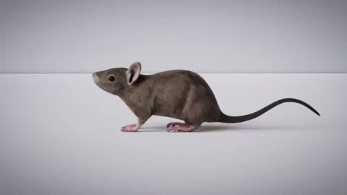 Rat GIF