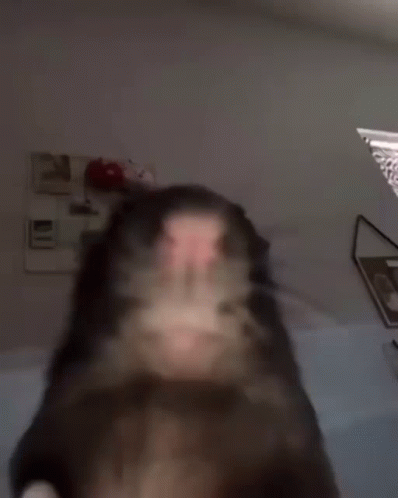 Rat GIF