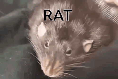 Rat Meme GIF