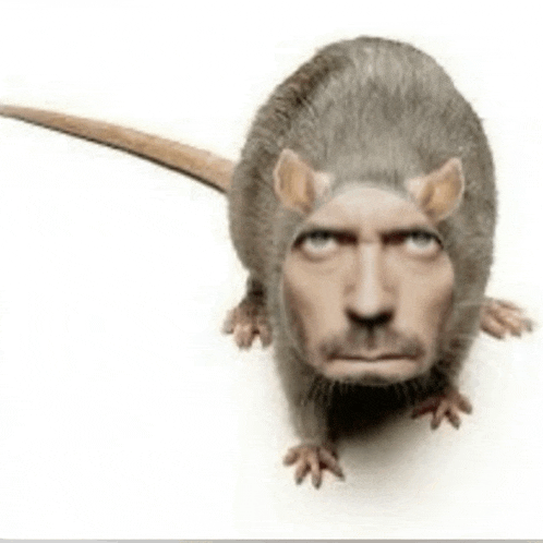 Rat Meme